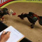 cara memilih ayam berkualitas untuk menang